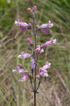 Eustis Lake beardtongue